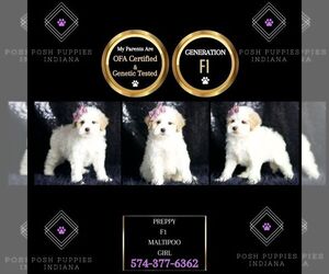 Maltipoo Puppy for sale in WARSAW, IN, USA