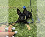Small #2 German Shepherd Dog Mix
