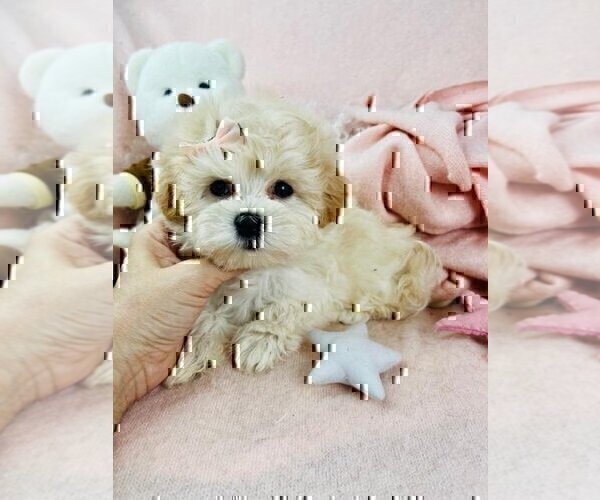 Medium Photo #7 Morkie Puppy For Sale in WEST PALM BEACH, FL, USA