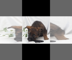 German Shepherd Dog Puppy for Sale in HIGH POINT, North Carolina USA