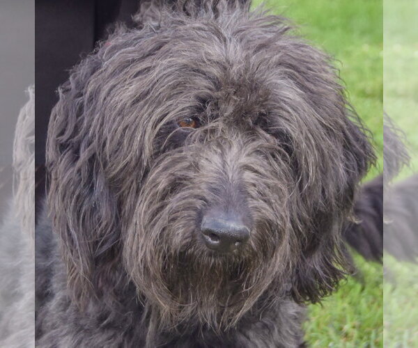 Medium Photo #1 Mutt Puppy For Sale in Huntley, IL, USA