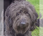 Laine - Female Mutt Dog for Adoption - Small photo
