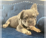 Small Photo #13 French Bulldog Puppy For Sale in COLORADO SPRINGS, CO, USA