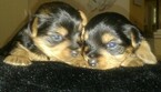 Small Photo #5 Yorkshire Terrier Puppy For Sale in HEMET, CA, USA