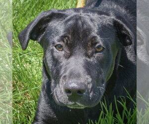 Mutt Dogs for adoption in Huntley, IL, USA