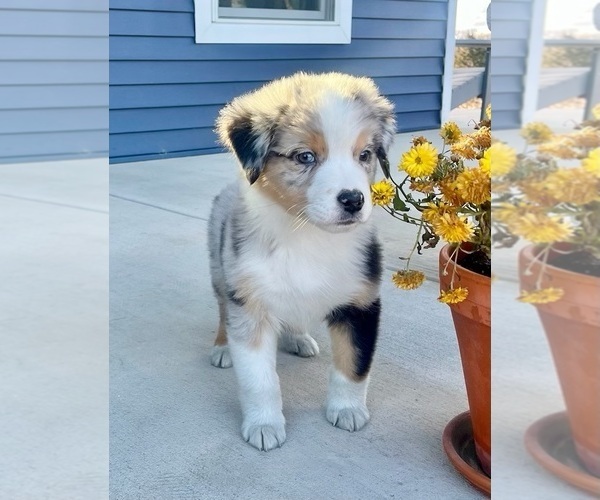 Medium Photo #4 Australian Shepherd Puppy For Sale in LODA, IL, USA