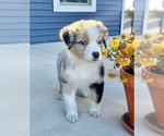 Small #3 Australian Shepherd