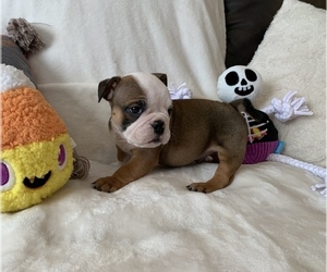 English Bulldog Puppy for sale in JOHNS ISLAND, SC, USA