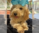 Small Photo #24 Goldendoodle mix (+ Poodle Miniature) Puppy For Sale in MENIFEE, CA, USA