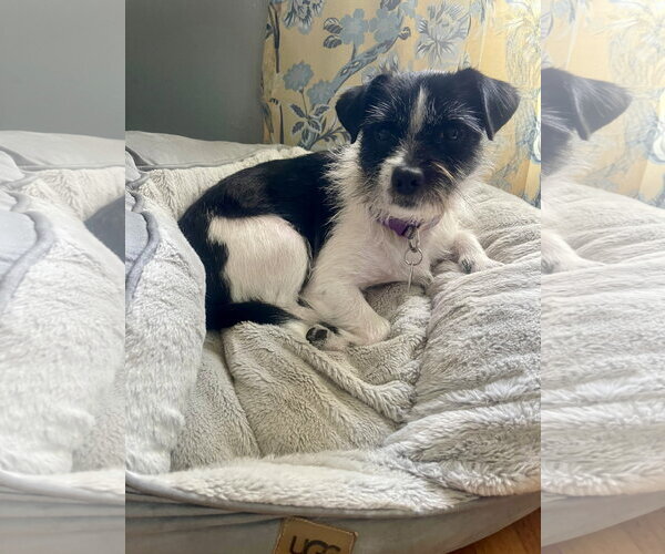 Medium Photo #2 Mutt Puppy For Sale in St. Louis Park, MN, USA