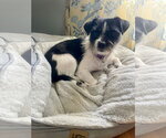 Small #1 Mutt