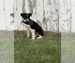 Small Photo #15 Texas Heeler Puppy For Sale in CENTRALIA, IL, USA