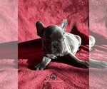 Small #1 French Bulldog