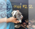 Small Photo #5 German Shorthaired Pointer Puppy For Sale in ORCHARD PARK, NY, USA