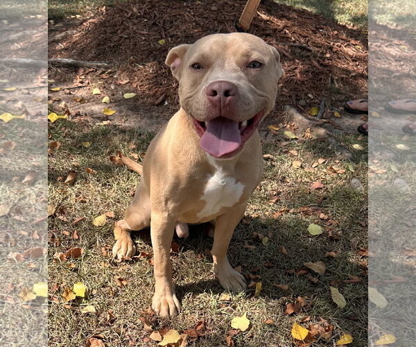 Medium Photo #3 American Staffordshire Terrier-Labrador Retriever Mix Puppy For Sale in Garner, NC, USA