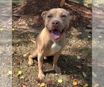 Small #2 American Staffordshire Terrier-Labrador Retriever Mix