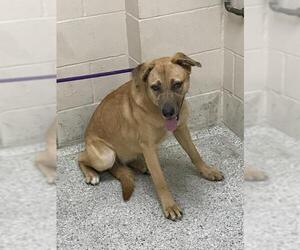German Shepherd Dog-Unknown Mix Dogs for adoption in Conroe, TX, USA