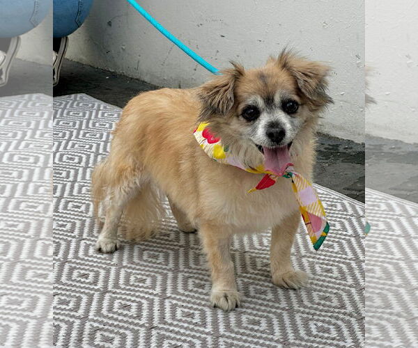 Medium Photo #4 Cheeks Puppy For Sale in Newport Beach, CA, USA