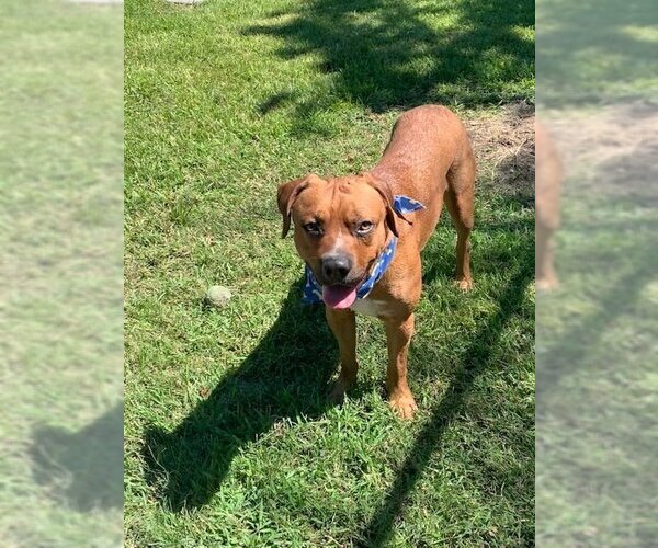 Medium Photo #1 Mutt Puppy For Sale in San Leon, TX, USA