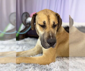 Great Dane Dogs for adoption in Goodyear, AZ, USA