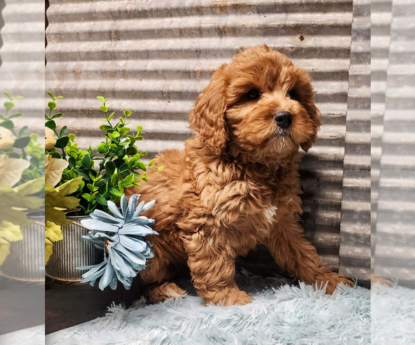 Medium Photo #1 Cavapoo-Poodle (Standard) Mix Puppy For Sale in CAPAC, MI, USA