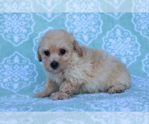 Medium Photo #3 Bichpoo Puppy For Sale in SHILOH, OH, USA