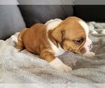 Small Photo #3 Olde English Bulldogge Puppy For Sale in RANDOLPH CENTER, VT, USA