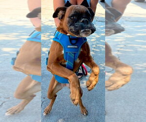 Mia III - Female Boxer Dog for Adoption - Photo #2
