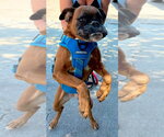 Small #1 Boxer