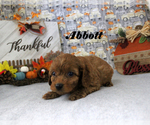 Small #6 Cavapoo