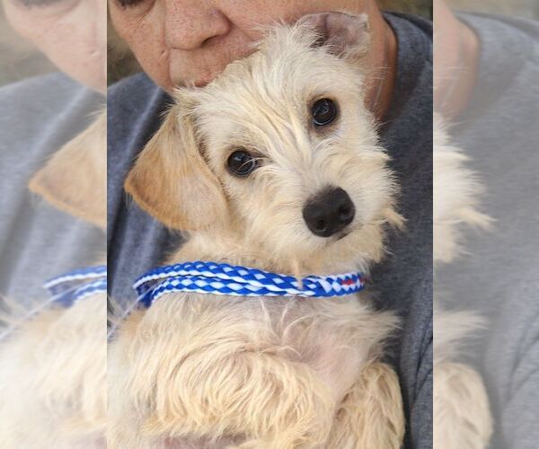 Medium Photo #1 Cairn Terrier Puppy For Sale in Carrollton, TX, USA