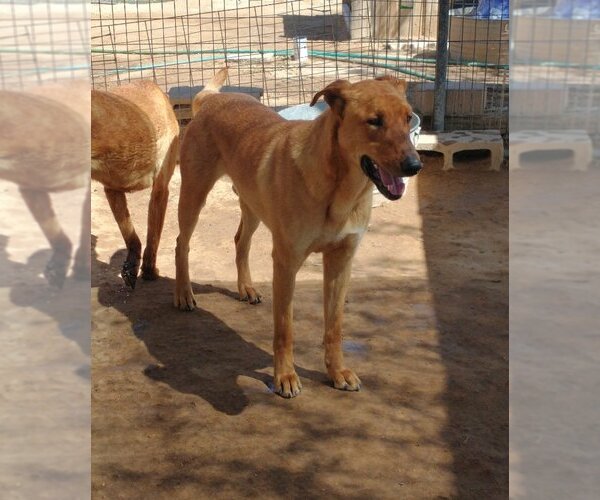 Medium Photo #5 Labrador Retriever-Unknown Mix Puppy For Sale in Apple Valley, CA, USA
