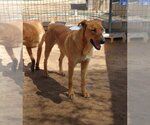 Small #4 Labrador Retriever Mix