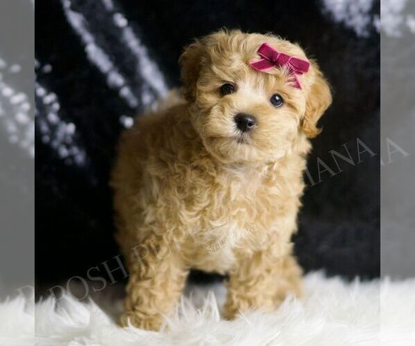 Medium Photo #1 Maltipoo Puppy For Sale in WARSAW, IN, USA