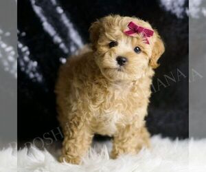 Maltipoo Puppy for sale in WARSAW, IN, USA