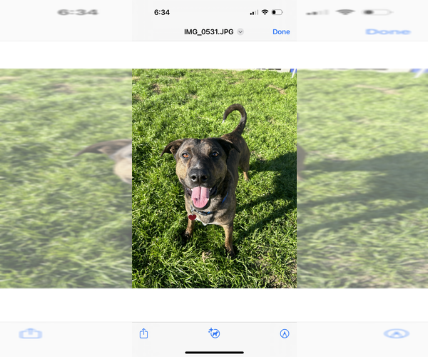 Medium Photo #3 Plott Hound-Unknown Mix Puppy For Sale in Oak Bluffs, MA, USA