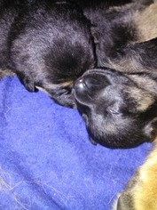 German Shepherd Dog Puppy for sale in MIDDLETOWN, IN, USA