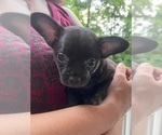Puppy Mary Ann French Bullhuahua