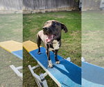 Small Photo #12 Labrador Retriever-Unknown Mix Puppy For Sale in San Diego, CA, USA