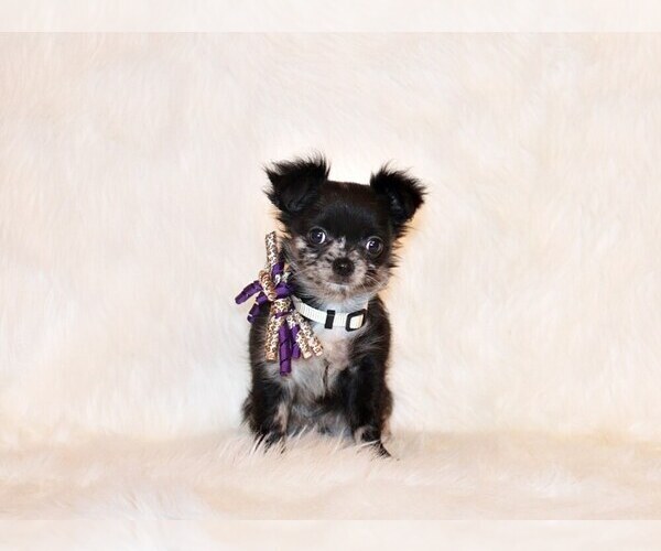 Medium Photo #18 Chihuahua Puppy For Sale in CHARLESTON, AR, USA