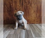 Small Photo #34 Cane Corso Puppy For Sale in APPLE VALLEY, CA, USA
