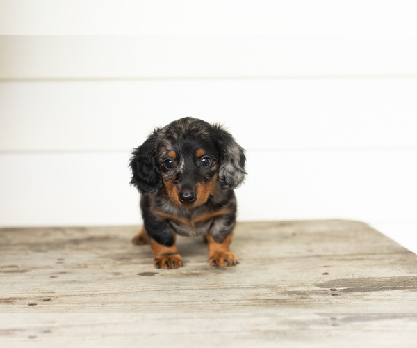 Medium Photo #3 Dachshund Puppy For Sale in MILFORD, IN, USA