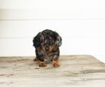 Small #2 Dachshund