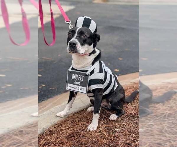 Medium Photo #3 Mutt Puppy For Sale in Kennesaw, GA, USA