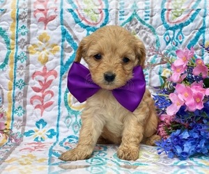 Cavapoo Puppy for sale in LANCASTER, PA, USA