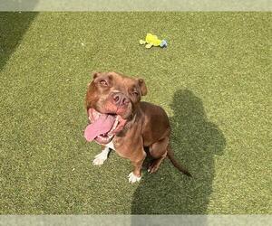 American Staffordshire Terrier-Unknown Mix Dogs for adoption in Grand Prairie, TX, USA