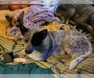 Mother of the Australian Cattle Dog puppies born on 10/09/2020