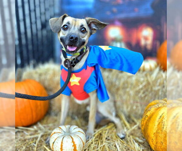 Medium Photo #1 Chihuahua-Unknown Mix Puppy For Sale in Long Beach, CA, USA