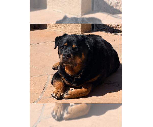 Medium Photo #10 Rottweiler Puppy For Sale in Gilbert, AZ, USA