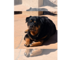 Small #9 Rottweiler